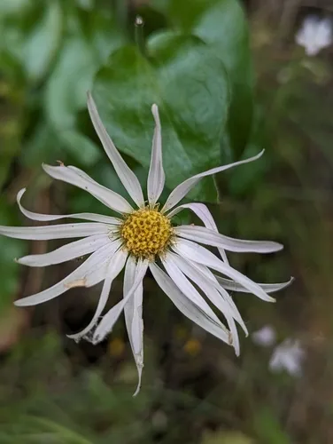 Howell's Daisy