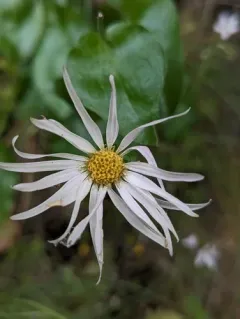 Howell's Daisy thumbnail 1