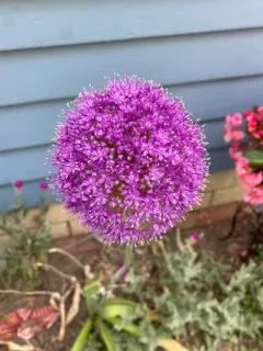 Giant Allium thumbnail 2