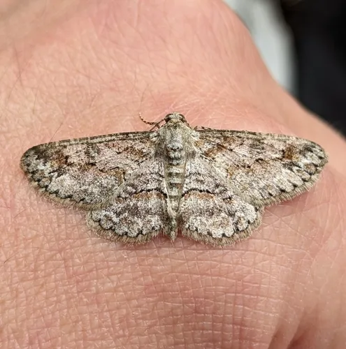 Iridopsis emasculatum