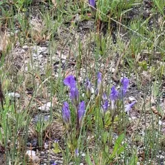 Rocky Mountain Fringed Gentian thumbnail 4