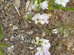 large-flowered leptosiphon thumbnail 4