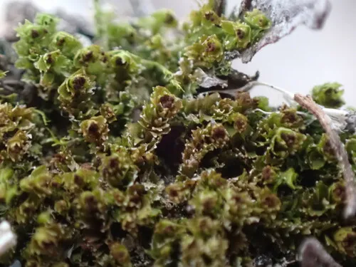 Mountain Notchwort
