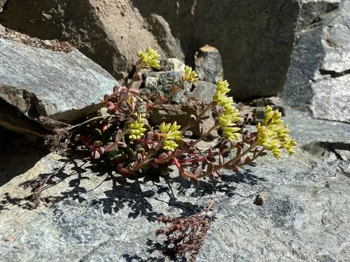 Smith River stonecrop