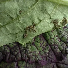 Turnip Aphid thumbnail 3