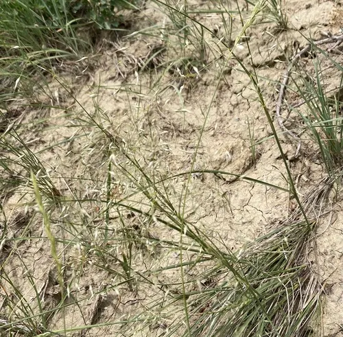 Sand Ricegrass
