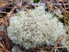 Dixie Reindeer Lichen thumbnail 2