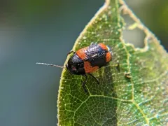 Red-marked Leaf Beetle thumbnail 4