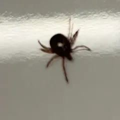 Lone Star Tick thumbnail 1