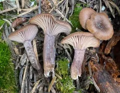 Pseudoomphalina angelesiana thumbnail 2