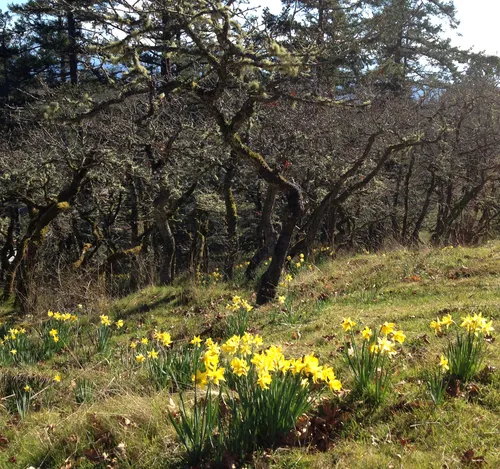 Spanish Daffodil