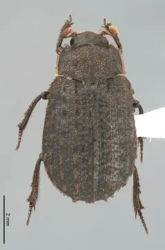 Trox variolatus thumbnail 2
