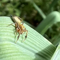 Thin-spined Jumping Spider thumbnail 3