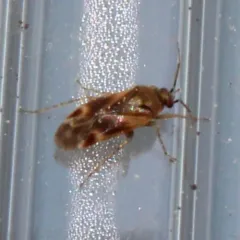 Plagiognathus delicatus thumbnail 1