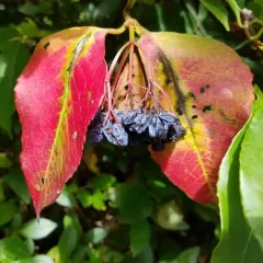 northern wild raisin thumbnail 4