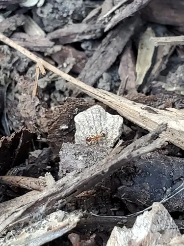 Toothed Big-headed Ant