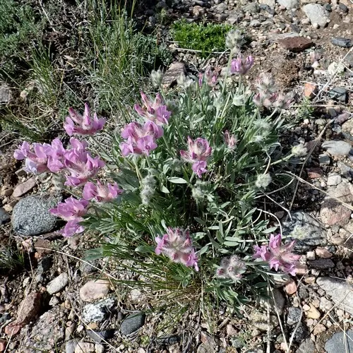 wyoming locoweed
