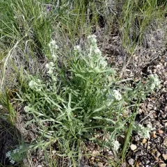 Bownut Cryptantha thumbnail 4