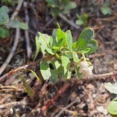 Pinemat Manzanita thumbnail 4