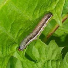 Lost Sallow thumbnail 3