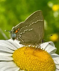 Oak Hairstreak thumbnail 1