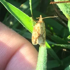 Sparganothis Fruitworm Moth thumbnail 2