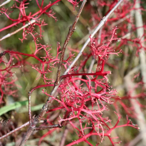 gray dogwood