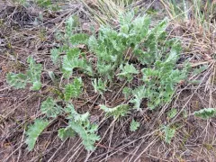 Siberian Wormwood thumbnail 2