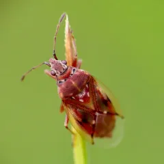 Birch Catkin Bug thumbnail 4