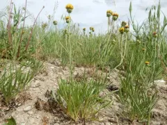 Border Goldthread thumbnail 1