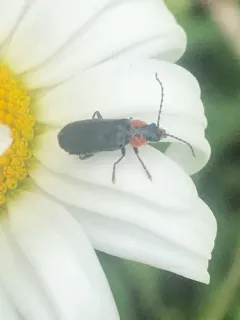 Cantharis tuberculata thumbnail 2