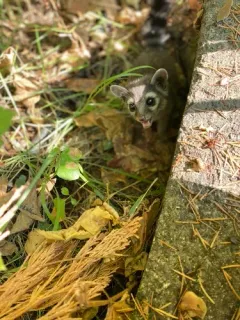 Ringtail thumbnail 2