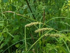 Shoreline Sedge thumbnail 3