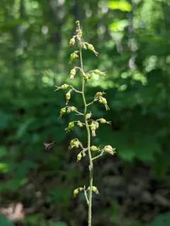 American alumroot thumbnail 3