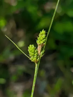 fuzzy wuzzy sedge thumbnail 4