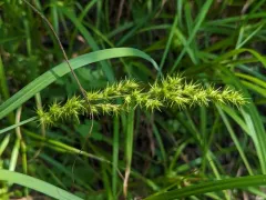 Ravenfoot Sedge thumbnail 3