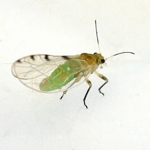 Trioza quadripunctata