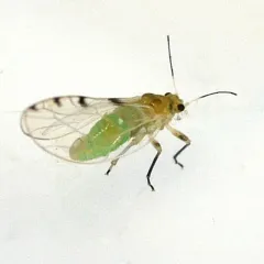 Trioza quadripunctata thumbnail 1