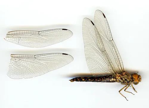 Red Rock Skimmer