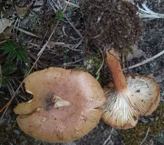 spring funnel thumbnail 3