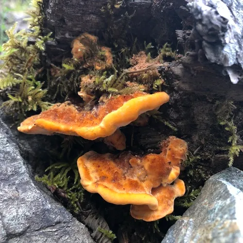Pycnoporellus fulgens