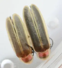 Little Gray Firefly thumbnail 2