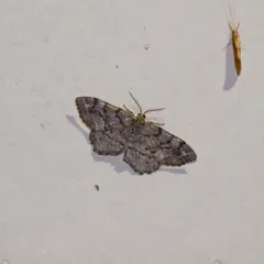 Pine Measuringworm Moth thumbnail 3