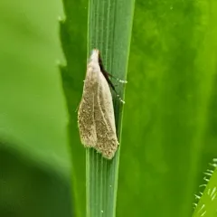 Spotted Dichomeris Moth thumbnail 1