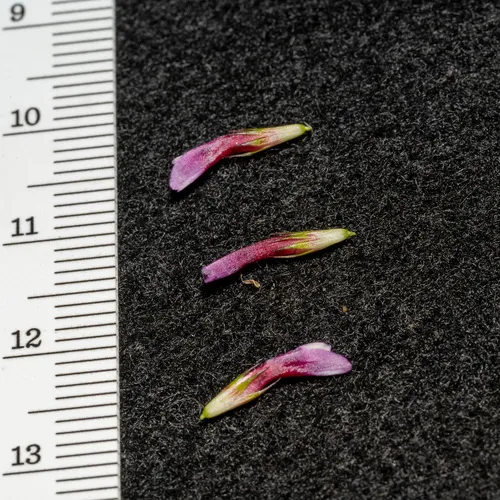 white-tipped clover