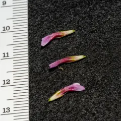 white-tipped clover thumbnail 1