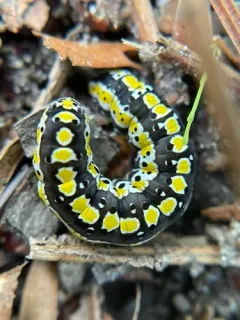 Scribbled Sallow thumbnail 3