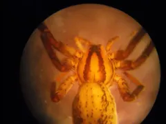 Zora hespera thumbnail 4