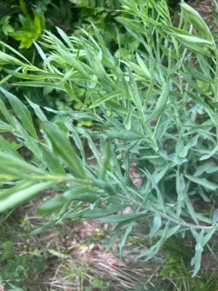 Klickitat aster thumbnail 4