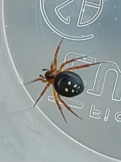 Silver Cobweb Weaver thumbnail 1